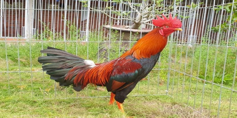 Gà điều có trí nhớ tốt khi gặp các đối thủ