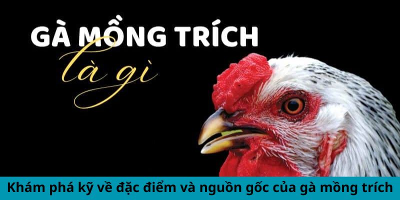Khám phá kỹ về đặc điểm và nguồn gốc của gà mồng trích