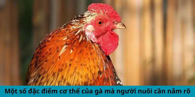 Một số đặc điểm cơ thể của gà mà người nuôi cần nắm rõ