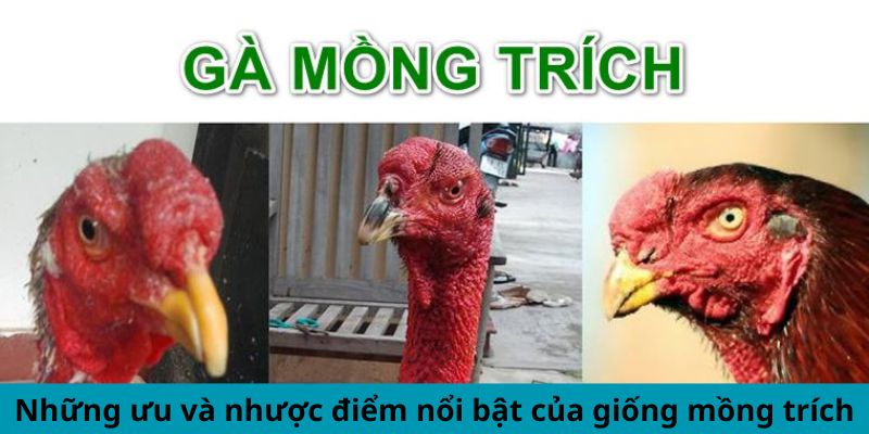 Những ưu và nhược điểm nổi bật của giống mồng trích